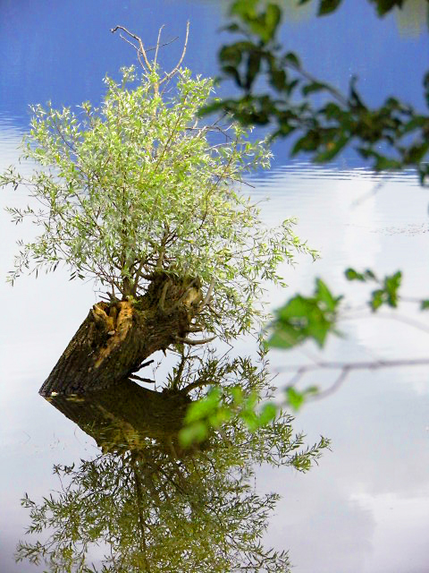 verde dal blu