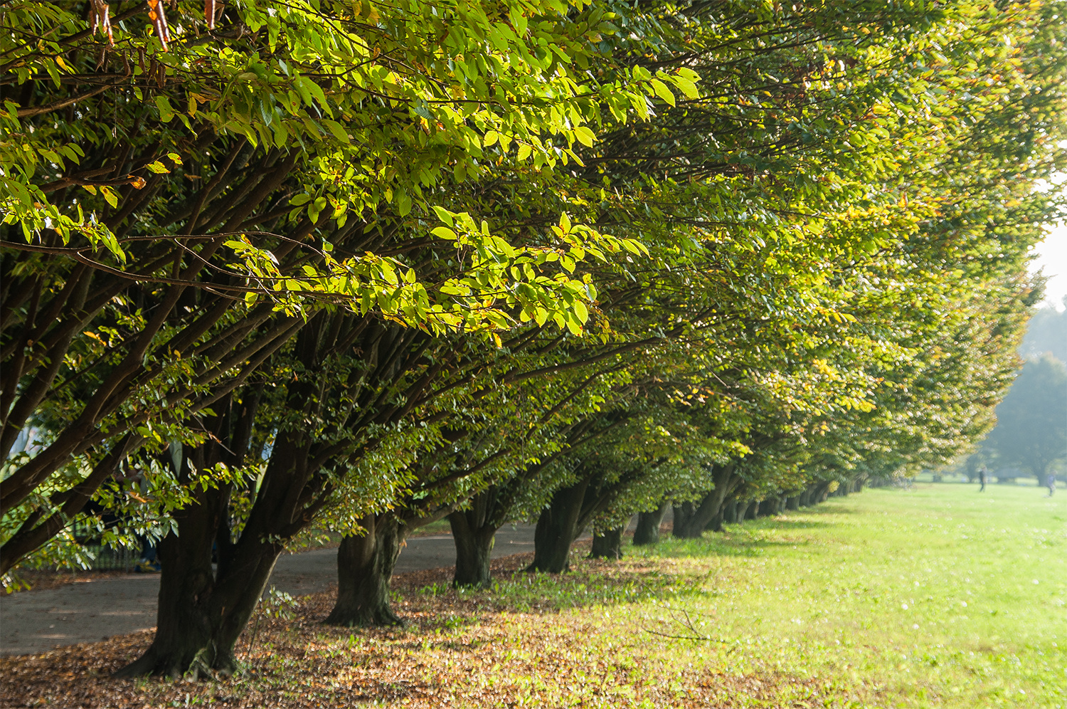 Verde di inizio autunno