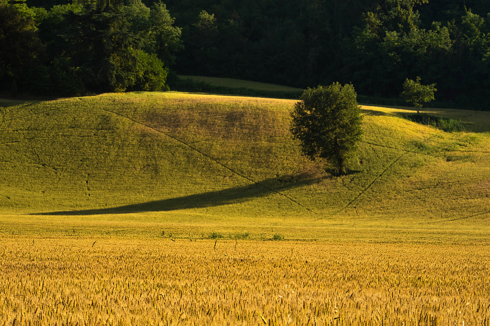 Verde e oro