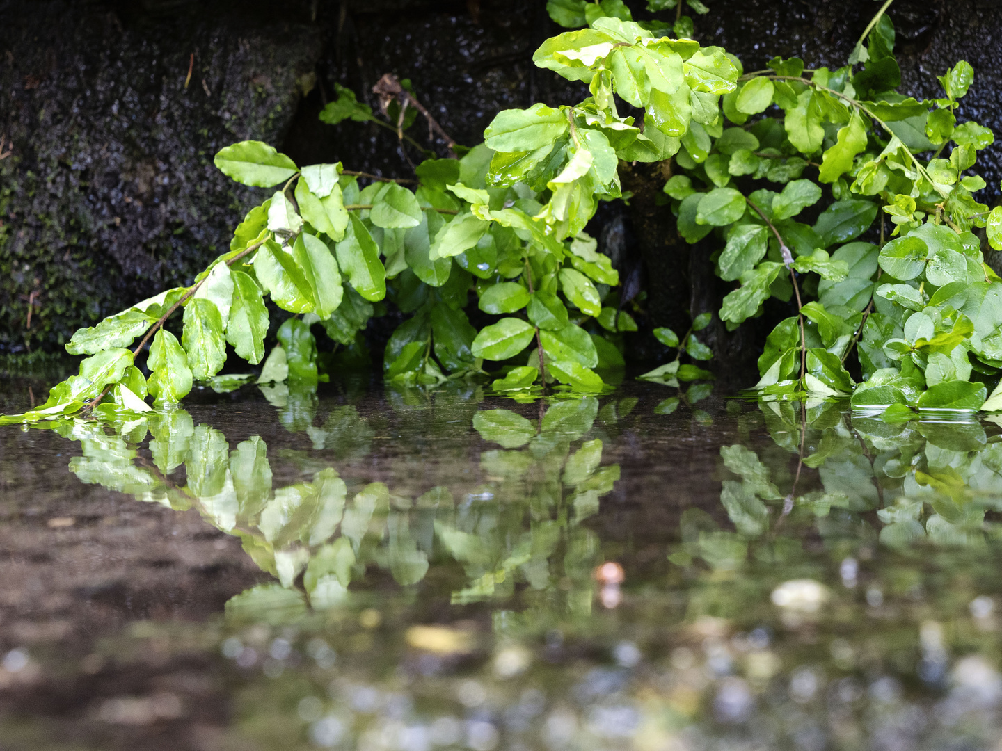 Verde e riflessi