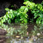 Verde e riflessi