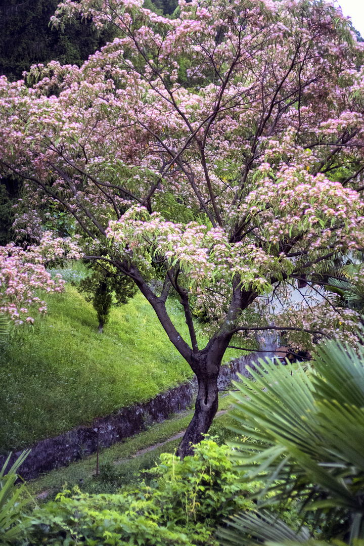 Verde e rosa