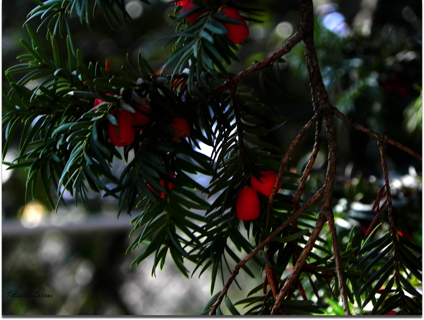 Verde e rosso