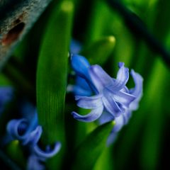 Verde e viola