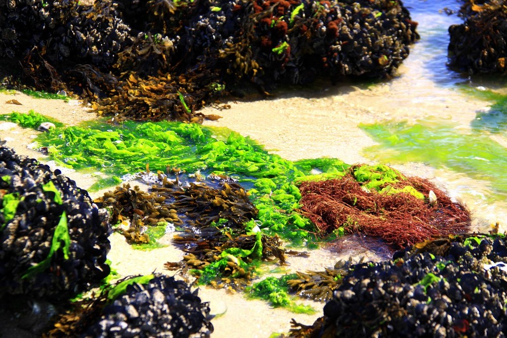 Verde entrgado por la marea