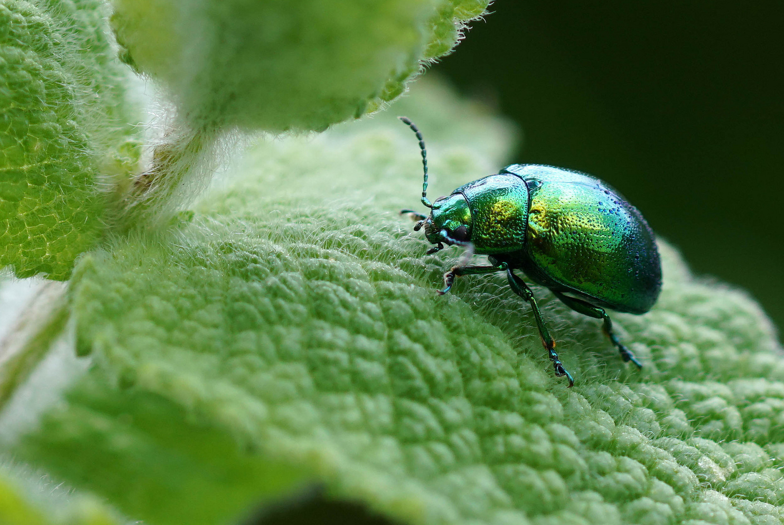 Verde esmeralda