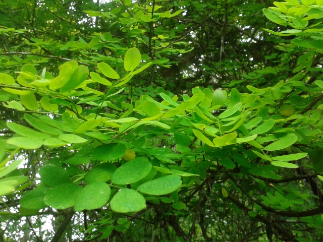 Verde Esperanza