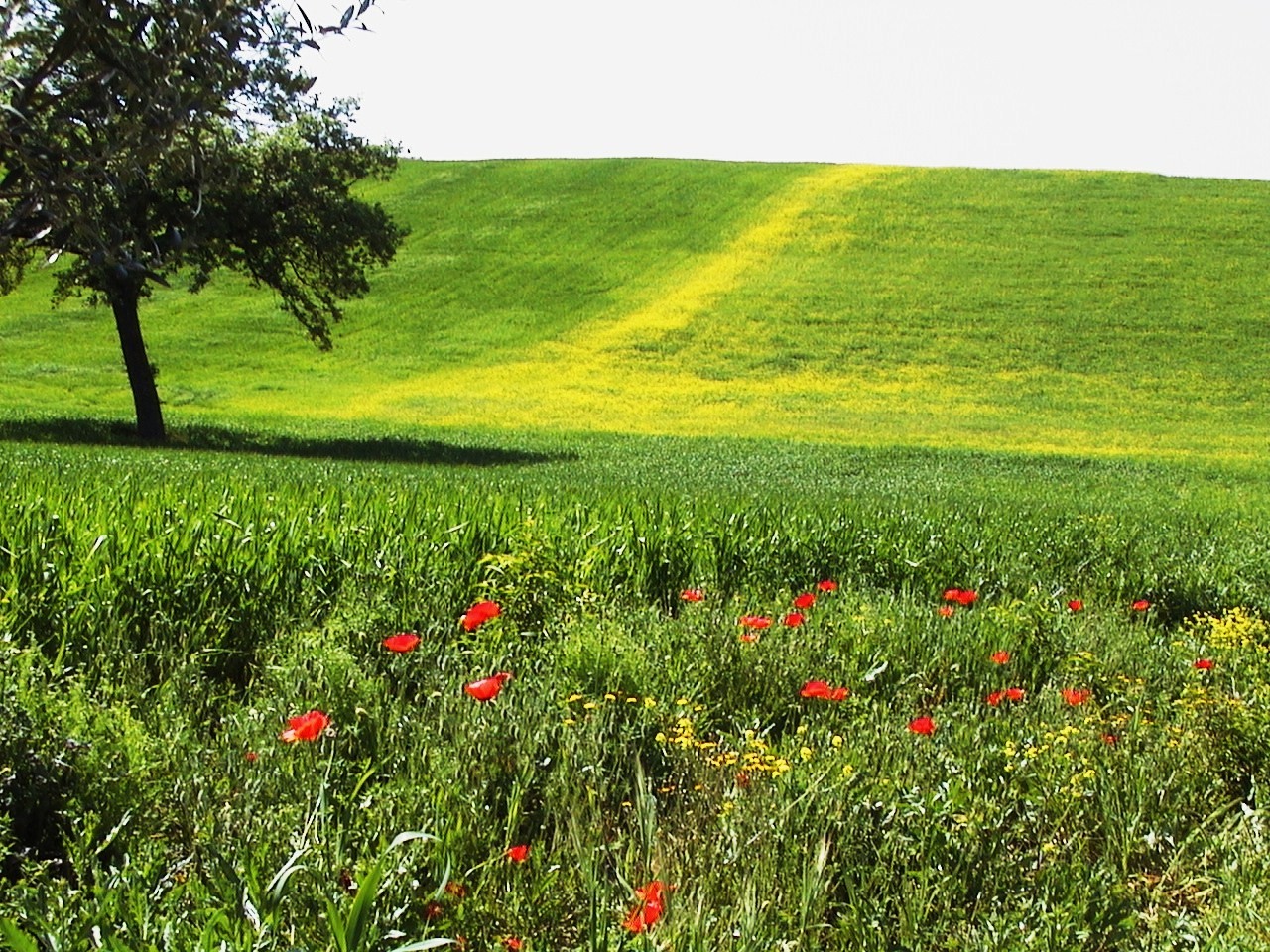 Verde giallo