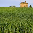 Verde grano