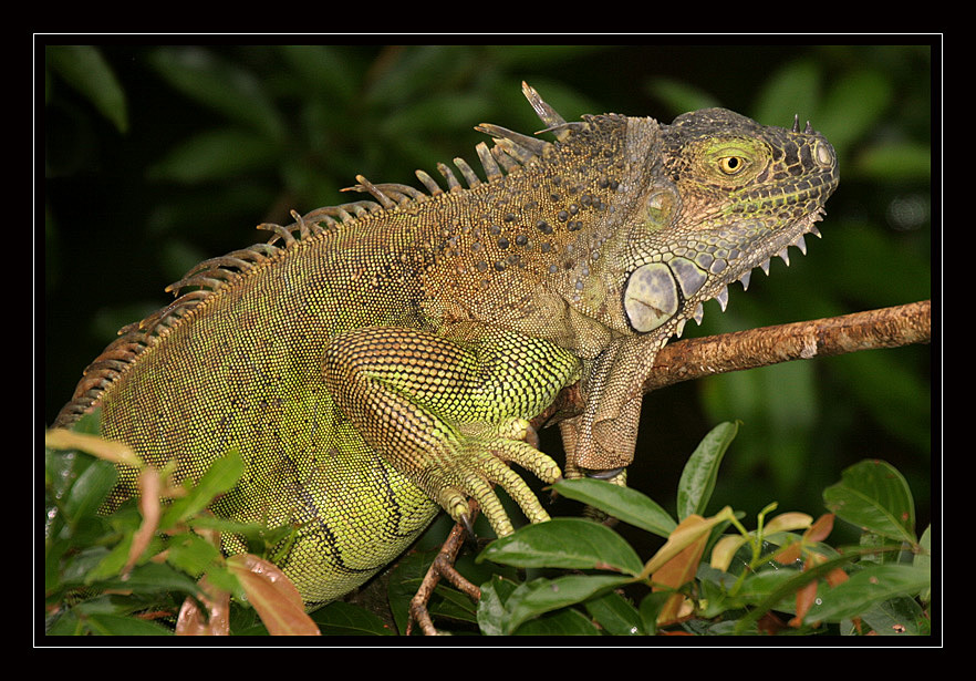 Verde Iguana