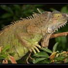 Verde Iguana