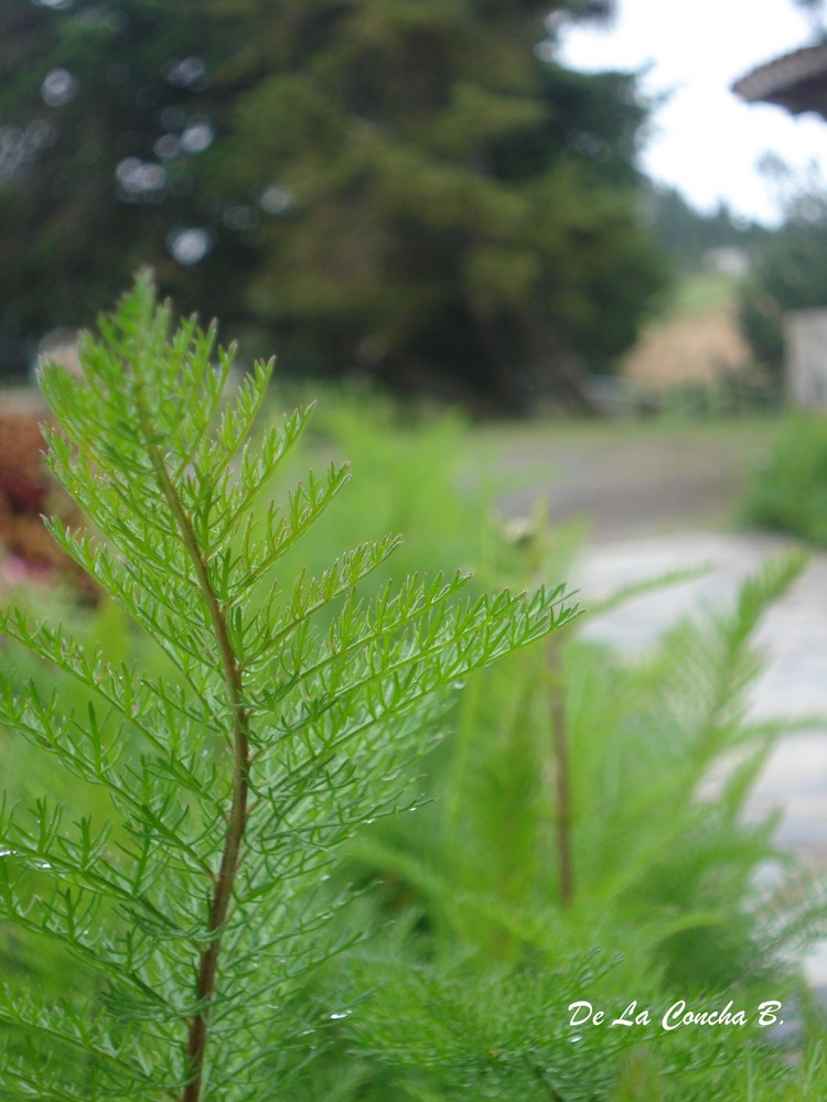 Verde llamativo