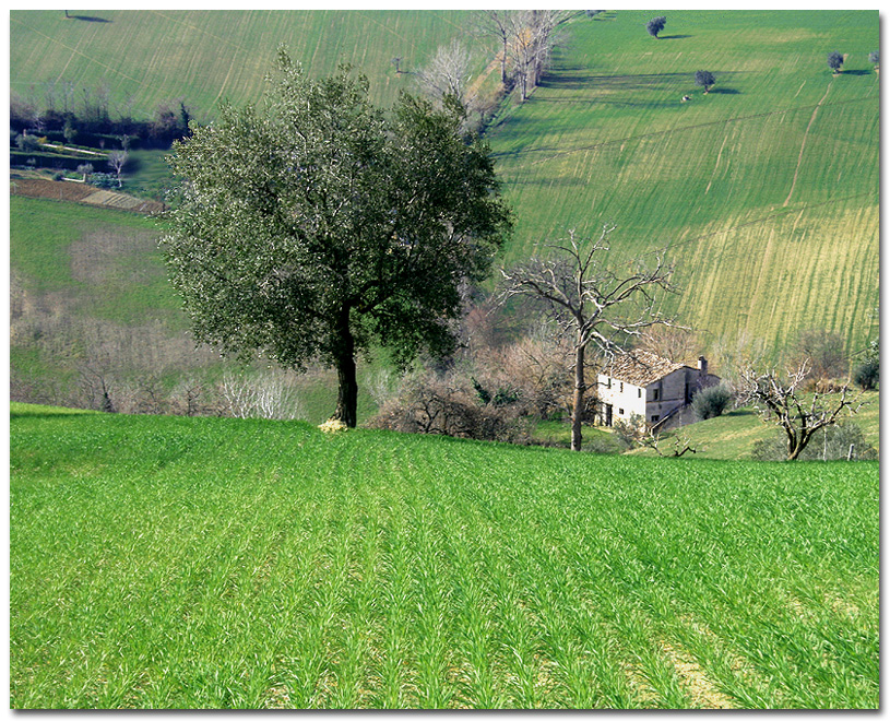 Verde Marchigiano 2