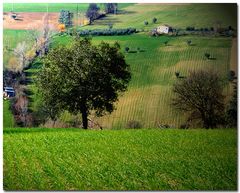 Verde Marchigiano