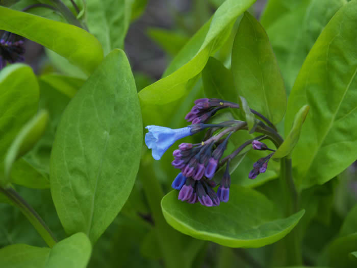 verde natura