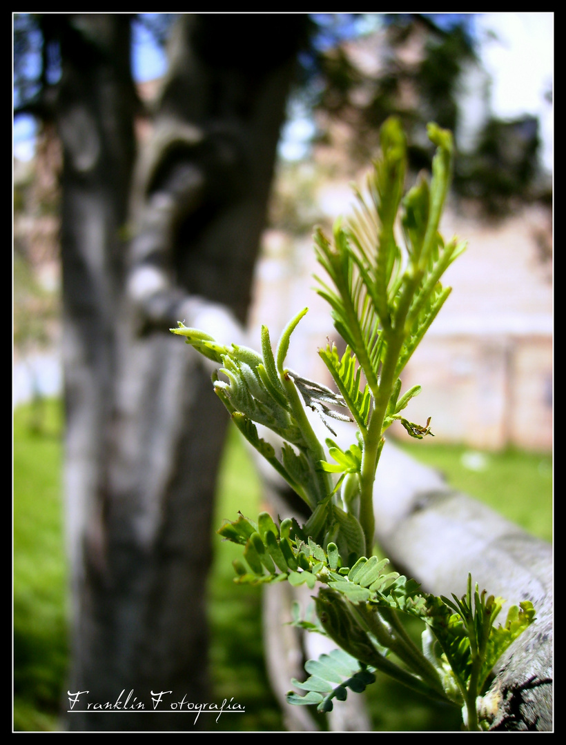 VERDE NATURAL