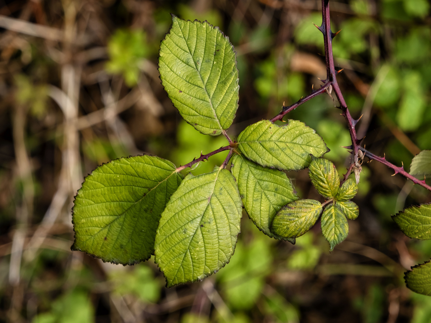 Verde nel bosco