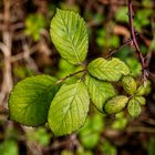 Verde nel bosco