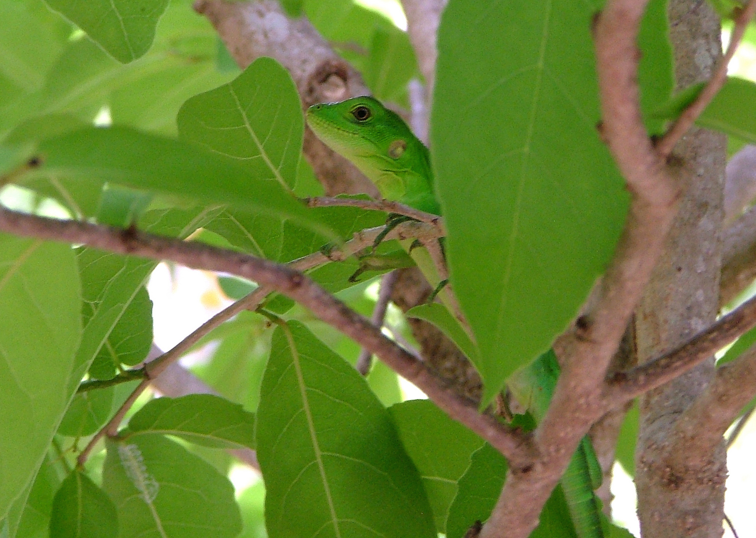 Verde nel verde