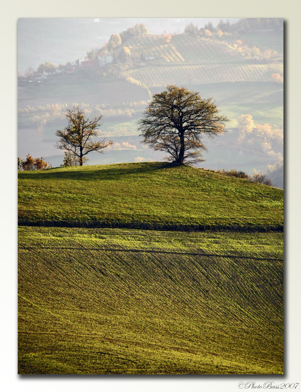 Verde Novembrino....