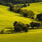 Verde primavera