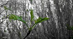 Verde Primavera