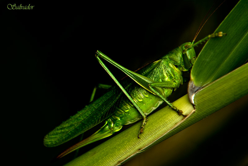 " Verde que te quiero verde "