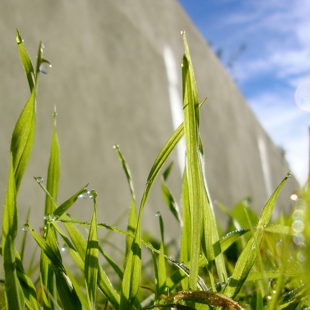 Verde rocío al cielo