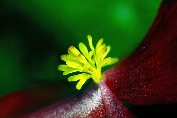 Verde Rojo