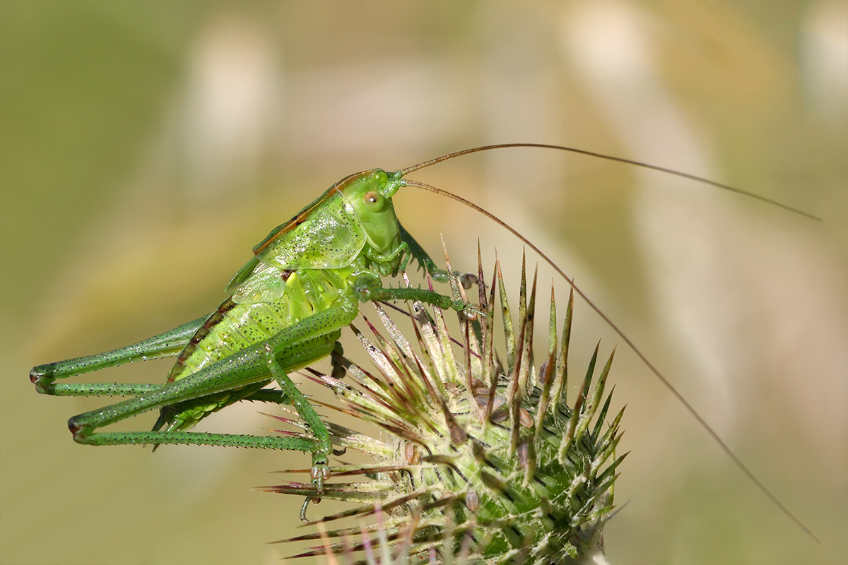 Verde... saltellante!