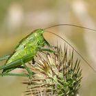 Verde... saltellante!