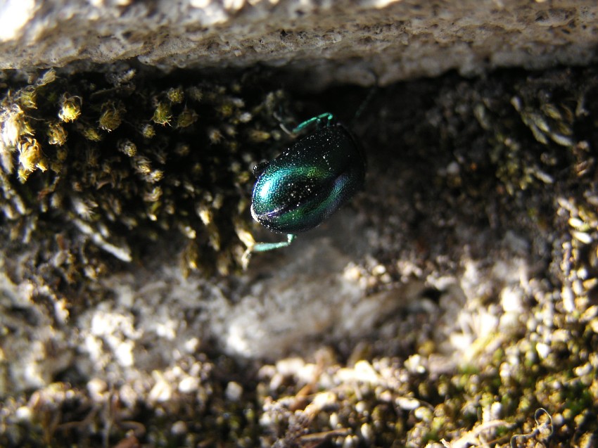 Verde smeraldo.....