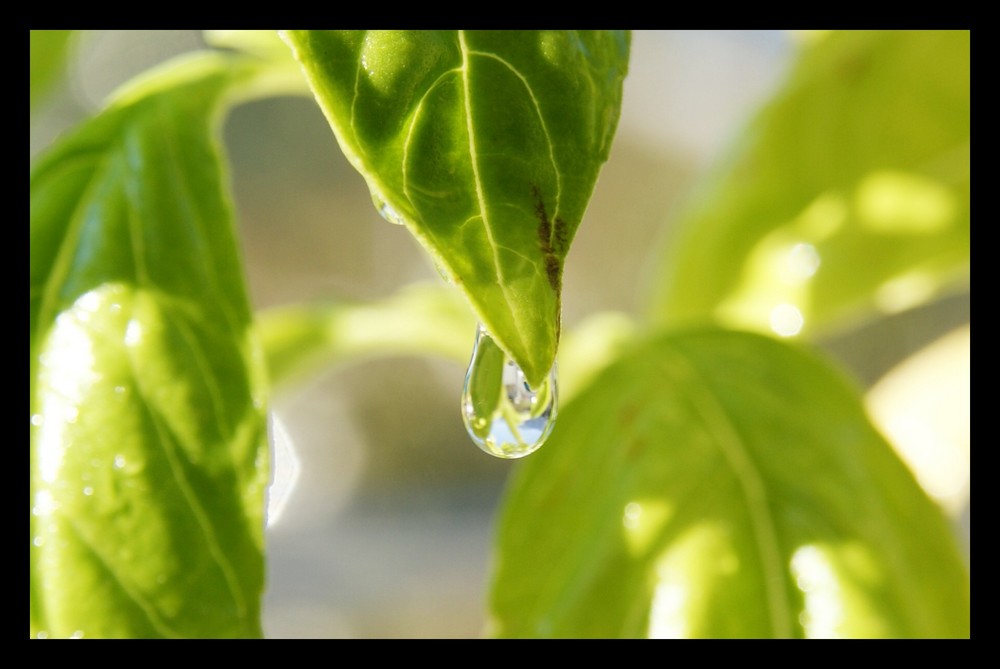 verde speranza