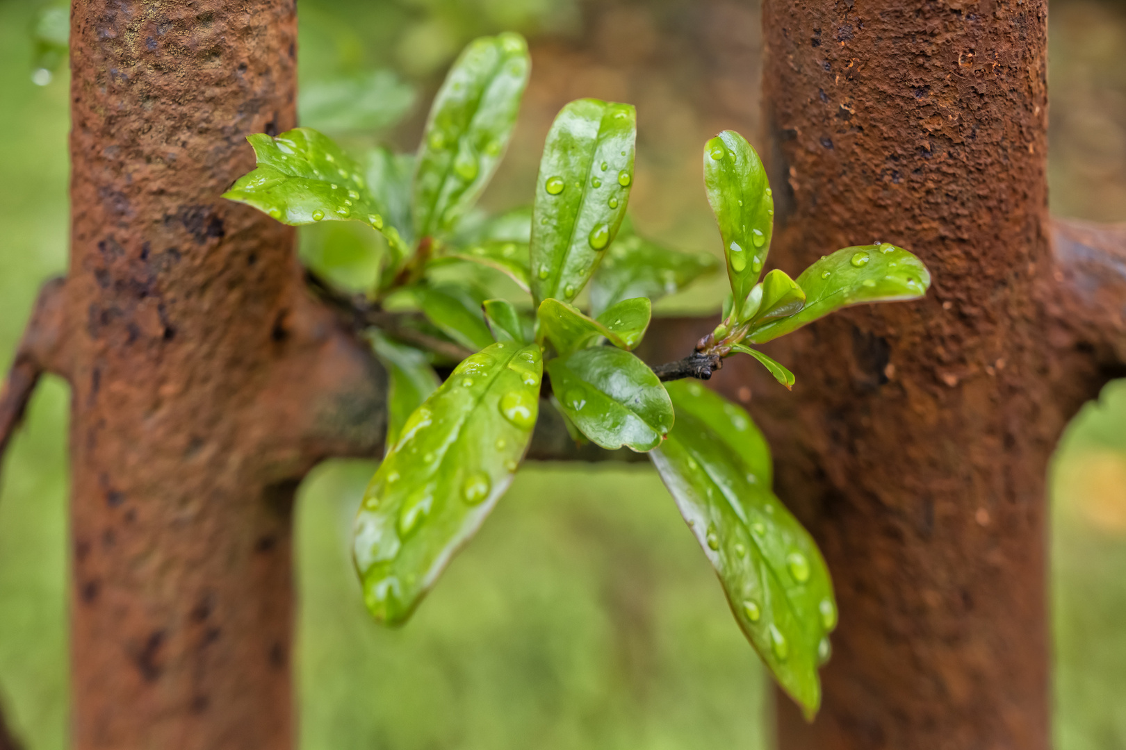 Verde sulla cancellata