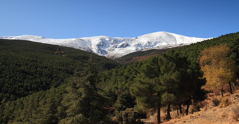 Verde y Blanca.