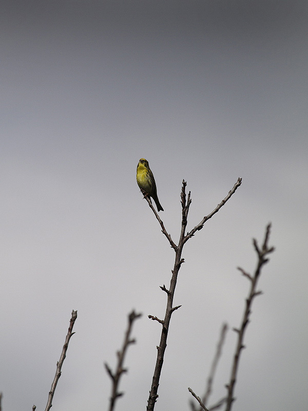 Verdecillo (Serinus serinus)