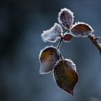 Verdeckte Blüte