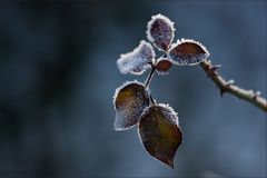 Verdeckte Blüte