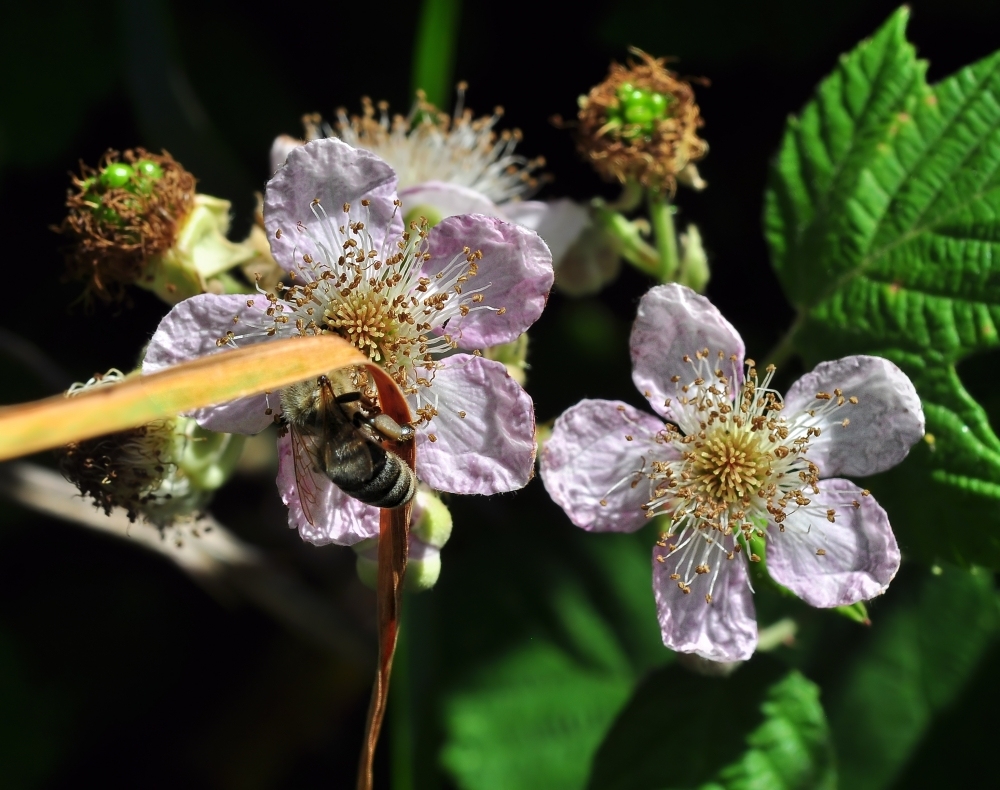 "Verdeckte Ermittlung" an der Brombeerblüte.....