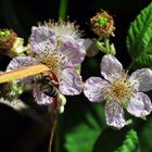 "Verdeckte Ermittlung" an der Brombeerblüte.....