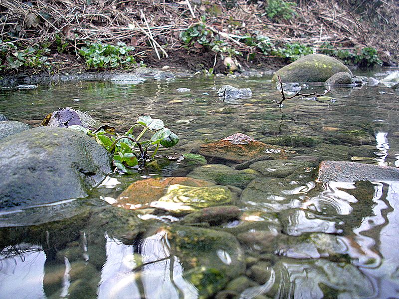 ...Verde...in...Acqua...