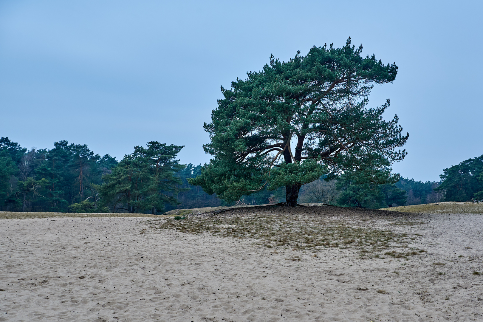 Verdener Dünen