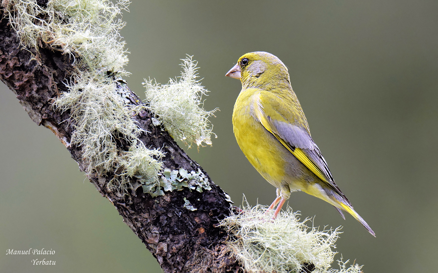 Verderón común -Chloris chloris