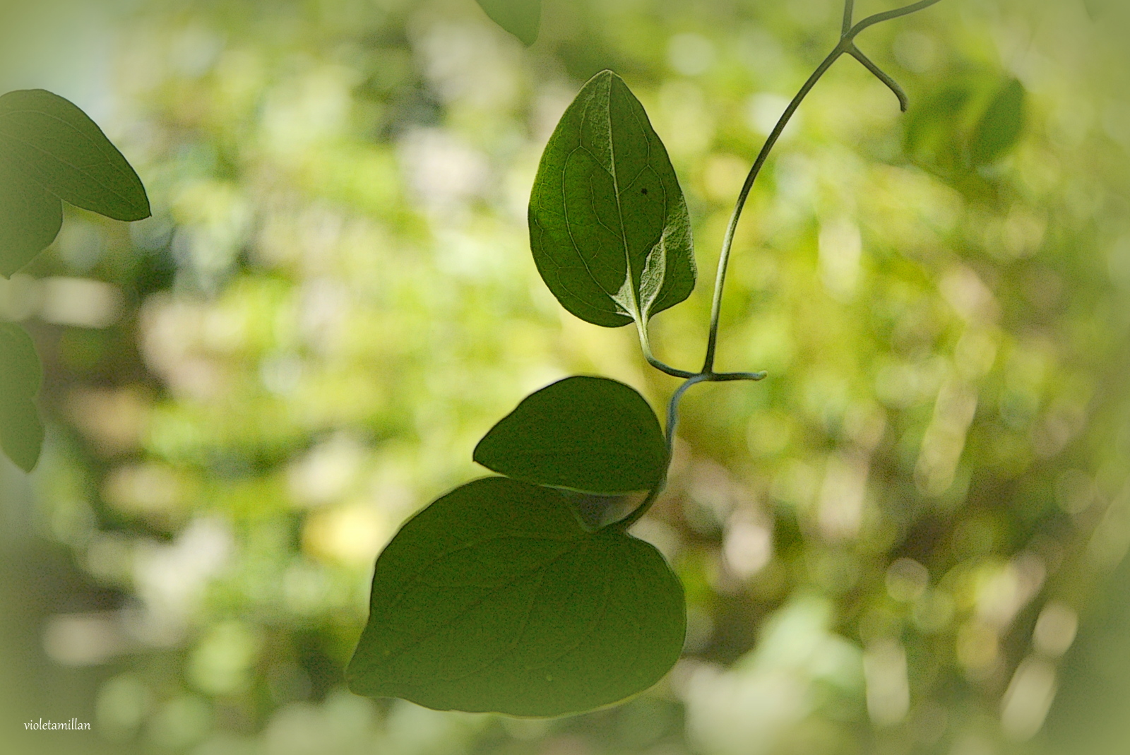 VERDES