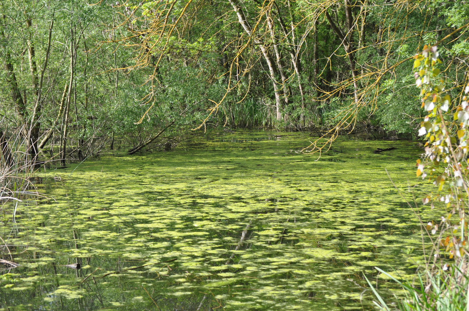 Verdes