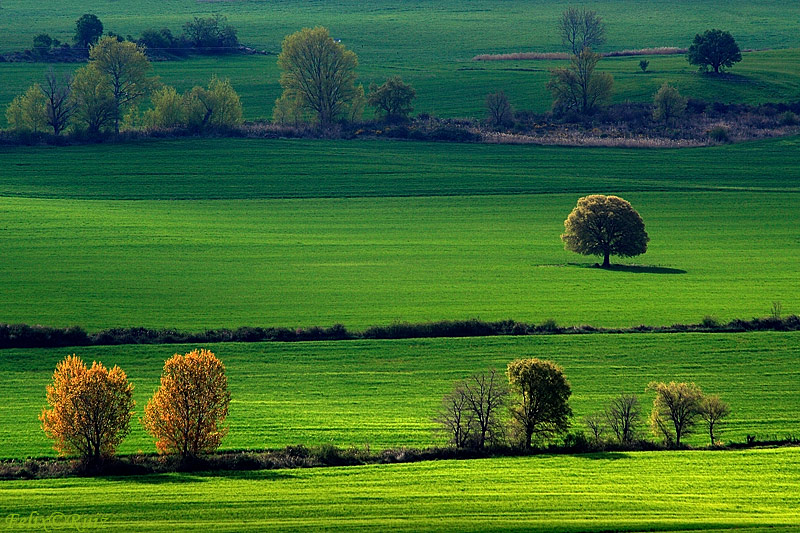 Verdes en Bolea