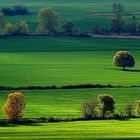 Verdes en Bolea