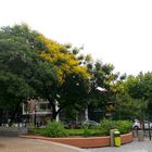 VERDES Y COLORES DE LA CIUDAD DE BUENOS AIRES