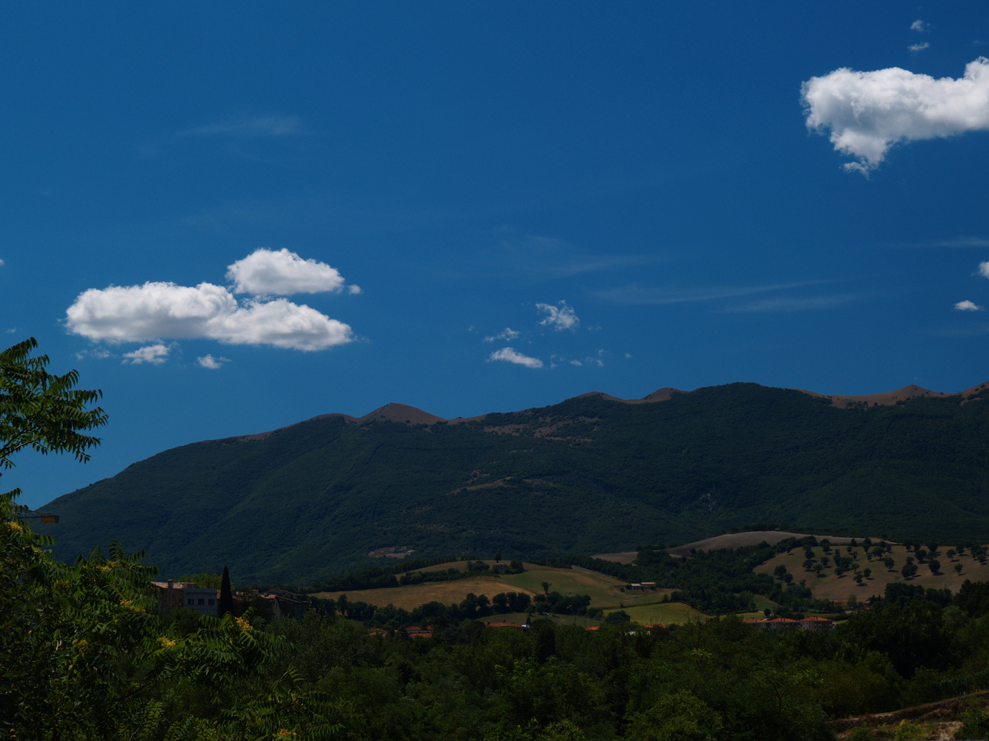 Verdi colline Marchigiane