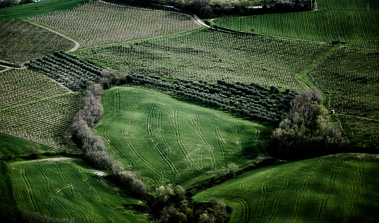 verdicchio land...